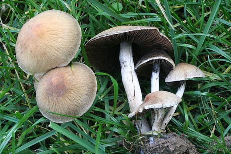 Lacrymaria lacrymabunda &copy; <a href="//commons.wikimedia.org/wiki/User:Strobilomyces" title="User:Strobilomyces">User:Strobilomyces</a>