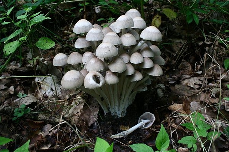 Psathyrella leucotephra © <a href="//commons.wikimedia.org/wiki/User:Strobilomyces" title="User:Strobilomyces">Strobilomyces</a>