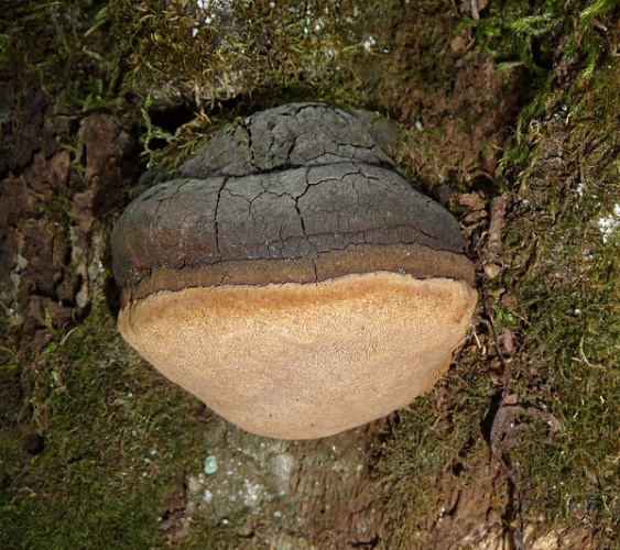 Phellinus igniarius &copy; <a href="//commons.wikimedia.org/wiki/User:George_Chernilevsky" title="User:George Chernilevsky">George Chernilevsky</a>