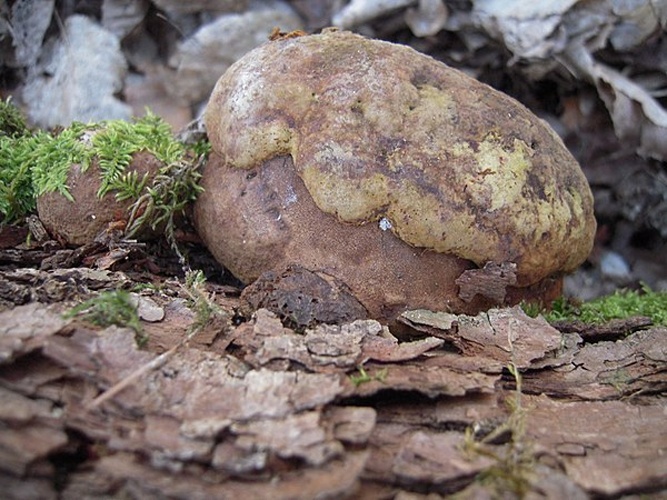 Phellinus robustus &copy; <a href="//commons.wikimedia.org/wiki/User:Jean.claude" title="User:Jean.claude">Jean.claude</a>