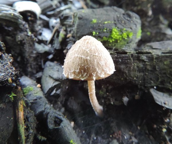 Psathyrella pennata © <a href="//commons.wikimedia.org/w/index.php?title=User:Vavrin&amp;action=edit&amp;redlink=1" class="new" title="User:Vavrin (page does not exist)">Vavrin</a>