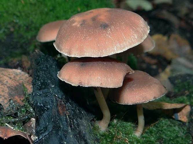 Psathyrella piluliformis © <a href="//commons.wikimedia.org/wiki/User:Selso" title="User:Selso">Jerzy Opioła</a>