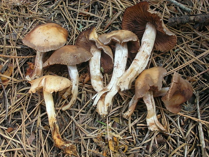 Psathyrella spadicea &copy; This image was created by user <a rel="nofollow" class="external text" href="https://mushroomobserver.org/observer/show_user/9">Ron Pastorino (Ronpast)</a> at <a rel="nofollow" class="external text" href="https://mushroomobserver.org">Mushroom Observer</a>, a source for mycological images.<br>You can contact this user <a rel="nofollow" class="external text" href="https://mushroomobserver.org/observer/ask_user_question/9">here</a>.