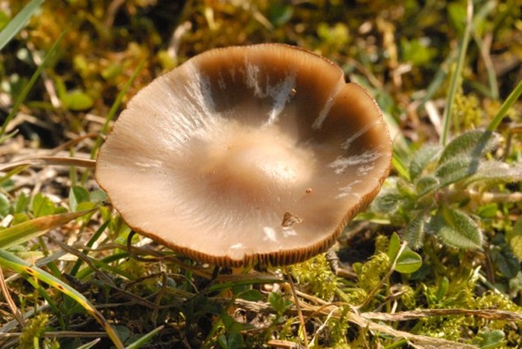 Psathyrella spadiceogrisea © James Lindsey