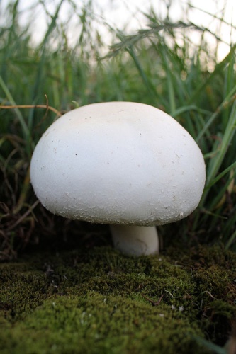 Agaricus arvensis © <a href="//commons.wikimedia.org/wiki/User:Von.grzanka" title="User:Von.grzanka">Von.grzanka</a>