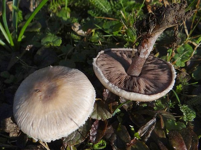 Agaricus comtulus &copy; Jerzy Opioła