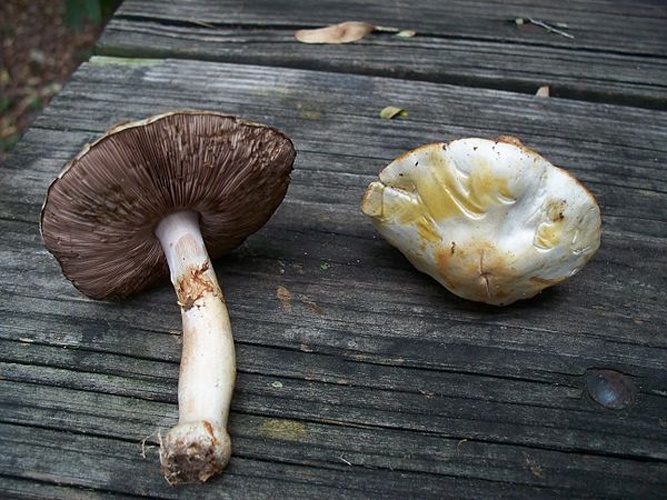 Agaricus abruptibulbus © 