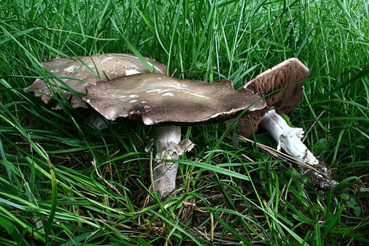 Agaricus osecanus © <a href="//commons.wikimedia.org/wiki/User:Strobilomyces" title="User:Strobilomyces">Strobilomyces</a>