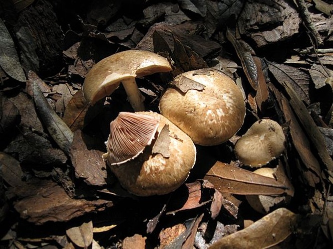 Agaricus semotus © <a href="//commons.wikimedia.org/wiki/User:Scottmudge" title="User:Scottmudge">Scott Mudge</a>