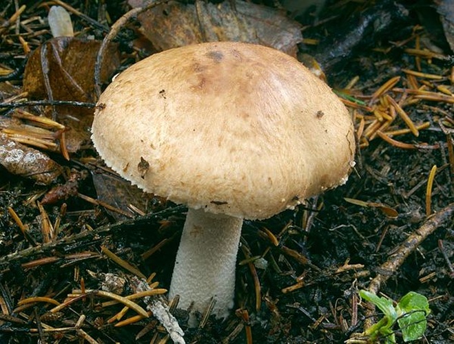 Agaricus silvaticus &copy; Игорь Лебединский