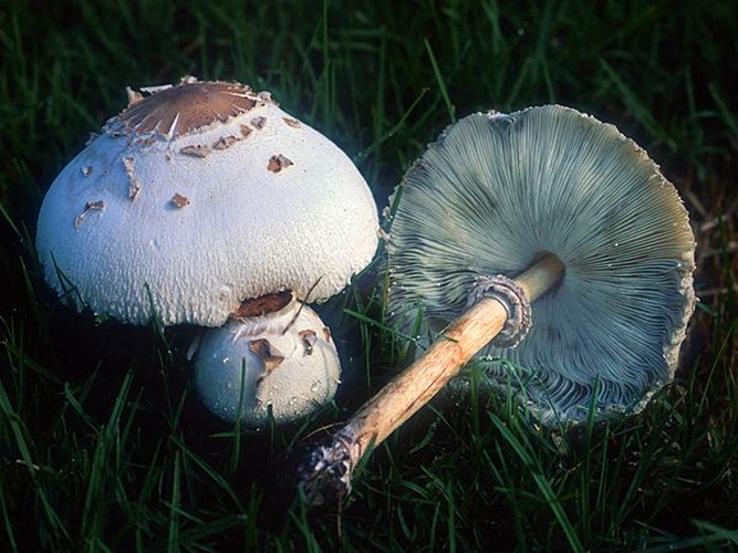 Chlorophyllum molybdites &copy; <a rel="nofollow" class="external text" href="https://mushroomobserver.org/observer/show_user/1">Nathan Wilson</a>