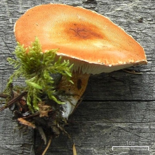 Cystoderma granulosum &copy; This image was created by user <a rel="nofollow" class="external text" href="https://mushroomobserver.org/observer/show_user/252">Jason Hollinger (jason)</a> at <a rel="nofollow" class="external text" href="https://mushroomobserver.org">Mushroom Observer</a>, a source for mycological images.<br>You can contact this user <a rel="nofollow" class="external text" href="https://mushroomobserver.org/observer/ask_user_question/252">here</a>.