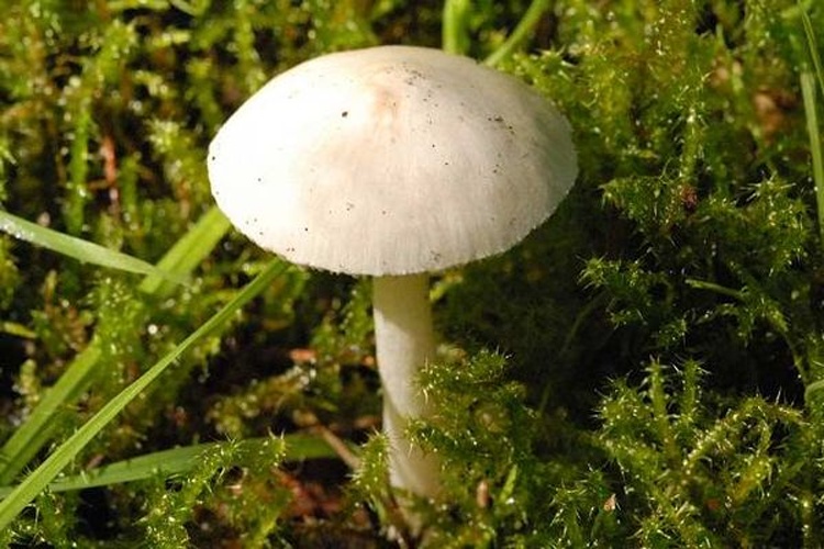 Cystolepiota seminuda &copy; James K. Lindsey