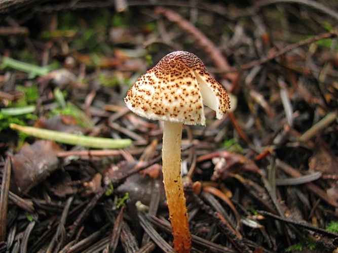 Lepiota castanea © This image was created by user <a rel="nofollow" class="external text" href="https://mushroomobserver.org/observer/show_user/746">Ryane Snow (snowman)</a> at <a rel="nofollow" class="external text" href="https://mushroomobserver.org">Mushroom Observer</a>, a source for mycological images.<br>You can contact this user <a rel="nofollow" class="external text" href="https://mushroomobserver.org/observer/ask_user_question/746">here</a>.