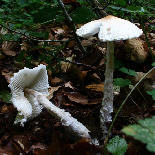 Lepiota clypeolaria &copy; <a href="//commons.wikimedia.org/wiki/User:Strobilomyces" title="User:Strobilomyces">Strobilomyces</a>