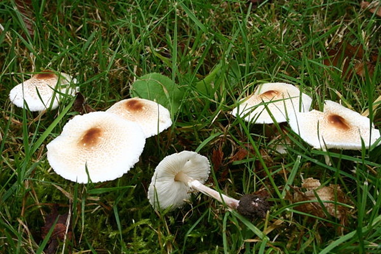 Lepiota cristata &copy; <a href="//commons.wikimedia.org/wiki/User:Strobilomyces" title="User:Strobilomyces">User:Strobilomyces</a>
