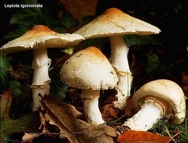 Lepiota ignivolvata © <a href="https://en.wikipedia.org/wiki/User:Luridiformis" class="extiw" title="en:User:Luridiformis">User:Luridiformis</a>