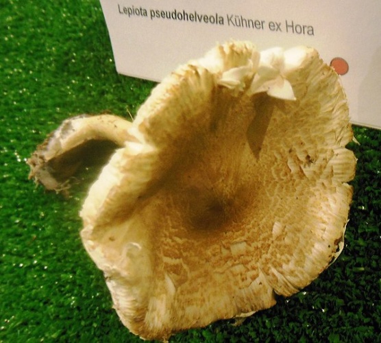 Lepiota pseudolilacea &copy; This image was created by user <a rel="nofollow" class="external text" href="https://mushroomobserver.org/observer/show_user/354">James Baker (cepecity)</a> at <a rel="nofollow" class="external text" href="https://mushroomobserver.org">Mushroom Observer</a>, a source for mycological images.<br>You can contact this user <a rel="nofollow" class="external text" href="https://mushroomobserver.org/observer/ask_user_question/354">here</a>.