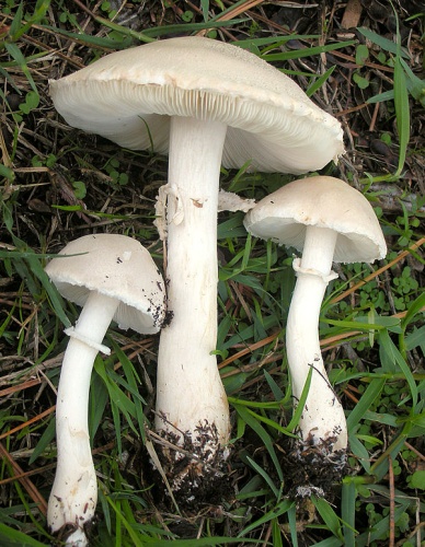 Leucoagaricus leucothites © This image was created by user <a rel="nofollow" class="external text" href="https://mushroomobserver.org/observer/show_user/9">Ron Pastorino (Ronpast)</a> at <a rel="nofollow" class="external text" href="https://mushroomobserver.org">Mushroom Observer</a>, a source for mycological images.<br>You can contact this user <a rel="nofollow" class="external text" href="https://mushroomobserver.org/observer/ask_user_question/9">here</a>.