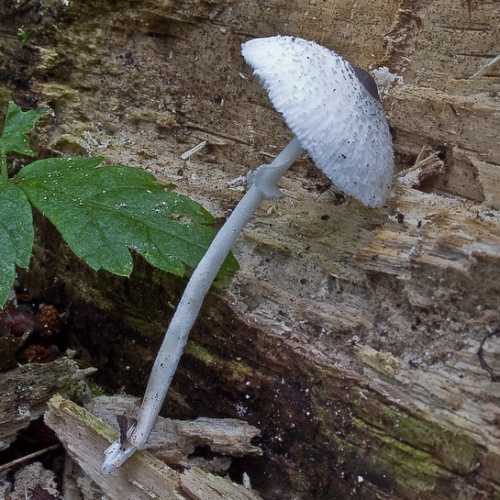Leucocoprinus brebissonii © <a href="//commons.wikimedia.org/wiki/User:BarnaclePete" title="User:BarnaclePete">Peter Santerre</a>