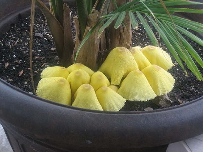 Leucocoprinus birnbaumii © Ryan Van Gelder