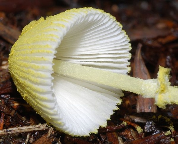 Leucocoprinus fragilissimus © <a rel="nofollow" class="external text" href="https://mushroomobserver.org/observer/show_user/956">Michael (inski)</a>