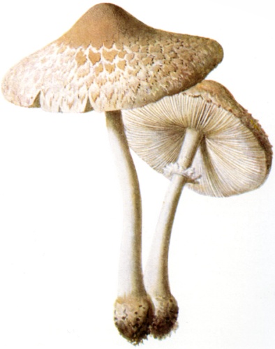 Macrolepiota excoriata © <bdi><a href="https://www.wikidata.org/wiki/Q2639623" class="extiw" title="d:Q2639623">Albin Schmalfuß</a>
</bdi>