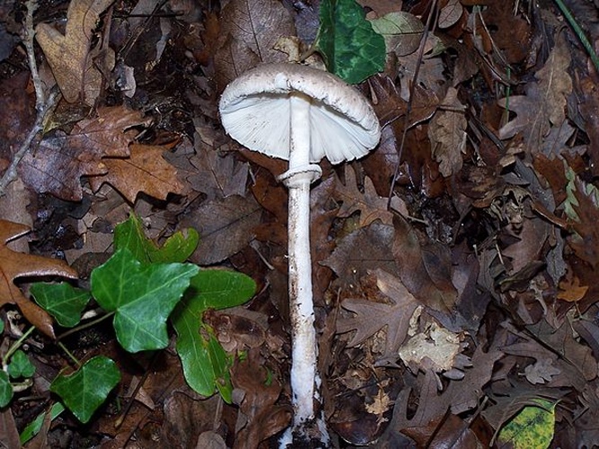 Macrolepiota mastoidea © Roberto Petruzzo