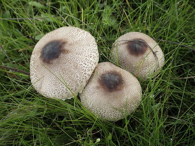Macrolepiota phaeodisca &copy; zaca