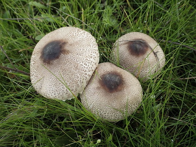 Macrolepiota phaeodisca © zaca