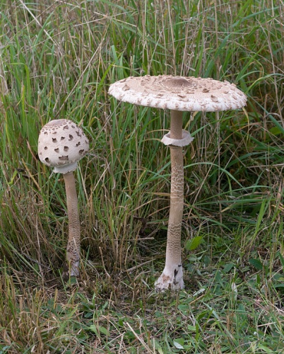 Macrolepiota procera &copy; <a href="//commons.wikimedia.org/wiki/User:Chrumps" title="User:Chrumps">Chrumps</a>