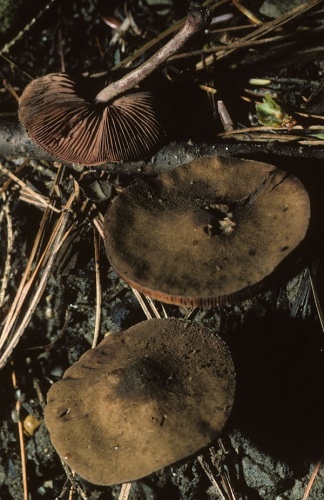 Melanophyllum haematospermum &copy; This image was created by user <a rel="nofollow" class="external text" href="https://mushroomobserver.org/observer/show_user/369">walt sturgeon (Mycowalt)</a> at <a rel="nofollow" class="external text" href="https://mushroomobserver.org">Mushroom Observer</a>, a source for mycological images.<br>You can contact this user <a rel="nofollow" class="external text" href="https://mushroomobserver.org/observer/ask_user_question/369">here</a>.