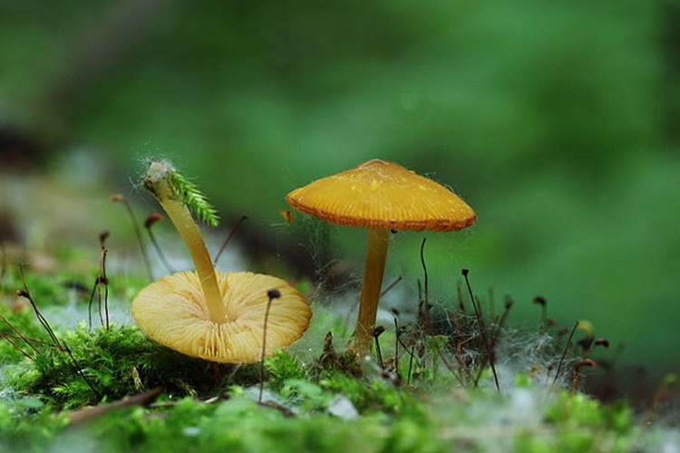 Pluteus chrysophaeus © This image was created by user <a rel="nofollow" class="external text" href="https://mushroomobserver.org/observer/show_user/2070">Tatiana Bulyonkova (ressaure)</a> at <a rel="nofollow" class="external text" href="https://mushroomobserver.org">Mushroom Observer</a>, a source for mycological images.<br>You can contact this user <a rel="nofollow" class="external text" href="https://mushroomobserver.org/observer/ask_user_question/2070">here</a>.