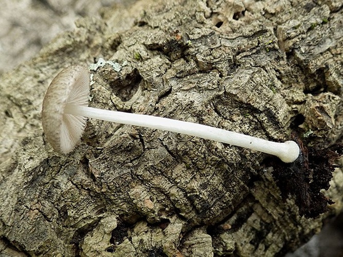 Pluteus hispidulus © This image was created by user <a rel="nofollow" class="external text" href="https://mushroomobserver.org/observer/show_user/2250">zaca</a> at <a rel="nofollow" class="external text" href="https://mushroomobserver.org">Mushroom Observer</a>, a source for mycological images.<br>You can contact this user <a rel="nofollow" class="external text" href="https://mushroomobserver.org/observer/ask_user_question/2250">here</a>.