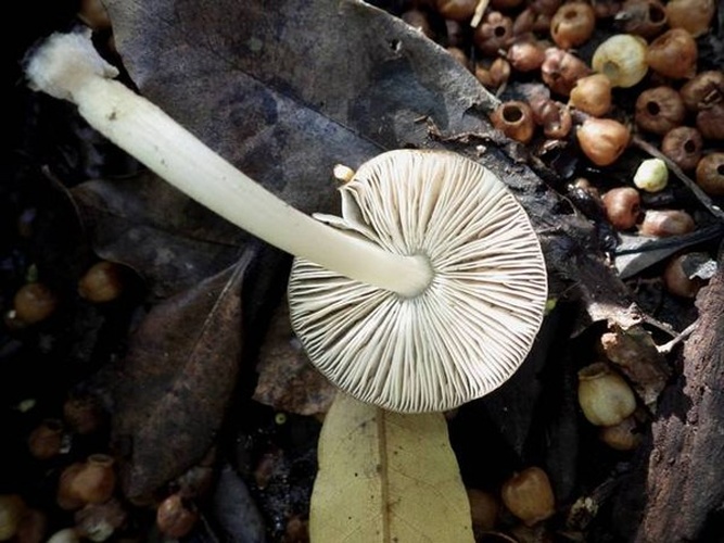 Pluteus nanus © This image was created by user <a rel="nofollow" class="external text" href="https://mushroomobserver.org/observer/show_user/2250">zaca</a> at <a rel="nofollow" class="external text" href="https://mushroomobserver.org">Mushroom Observer</a>, a source for mycological images.<br>You can contact this user <a rel="nofollow" class="external text" href="https://mushroomobserver.org/observer/ask_user_question/2250">here</a>.
