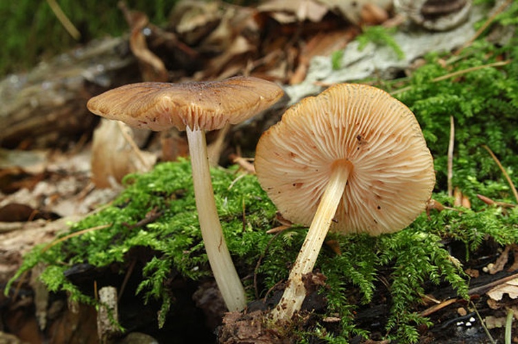 Pluteus phlebophorus &copy; <a href="//commons.wikimedia.org/wiki/User:Holleday" title="User:Holleday">H. Krisp</a>