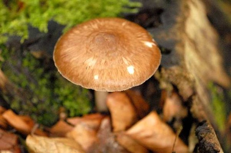 Pluteus podospileus © James K. Lindsey