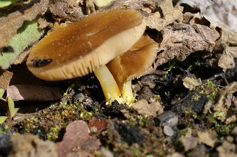 Pluteus romellii © This image was created by user <a rel="nofollow" class="external text" href="https://mushroomobserver.org/observer/show_user/550">Johann Harnisch (jrussula)</a> at <a rel="nofollow" class="external text" href="https://mushroomobserver.org">Mushroom Observer</a>, a source for mycological images.<br>You can contact this user <a rel="nofollow" class="external text" href="https://mushroomobserver.org/observer/ask_user_question/550">here</a>.