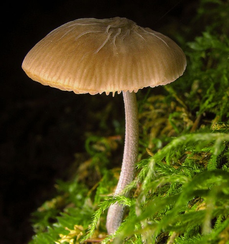 Pluteus thomsonii &copy; This image was created by user <a rel="nofollow" class="external text" href="https://mushroomobserver.org/observer/show_user/439">Dan Molter (shroomydan)</a> at <a rel="nofollow" class="external text" href="https://mushroomobserver.org">Mushroom Observer</a>, a source for mycological images.<br>You can contact this user <a rel="nofollow" class="external text" href="https://mushroomobserver.org/observer/ask_user_question/439">here</a>.