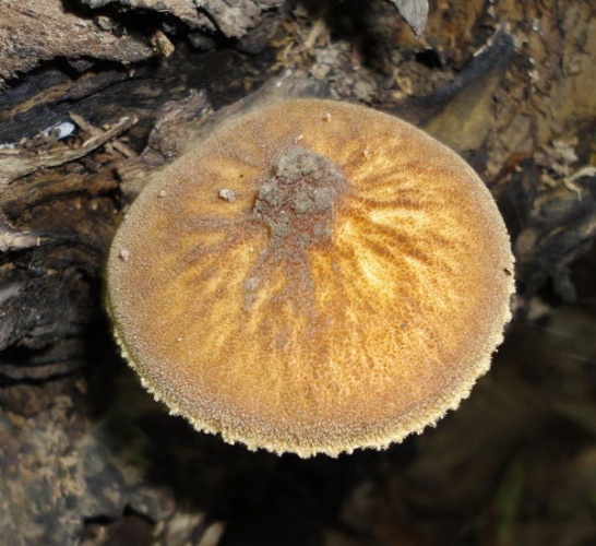 Pluteus umbrosus © This image was created by user <a rel="nofollow" class="external text" href="https://mushroomobserver.org/observer/show_user/1909">Eva Skific (Evica)</a> at <a rel="nofollow" class="external text" href="https://mushroomobserver.org">Mushroom Observer</a>, a source for mycological images.<br>You can contact this user <a rel="nofollow" class="external text" href="https://mushroomobserver.org/observer/ask_user_question/1909">here</a>.