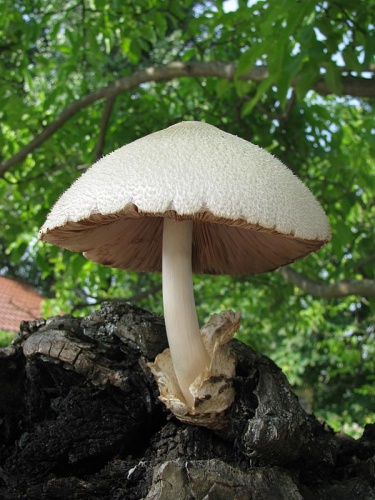 Volvariella bombycina © <a href="//commons.wikimedia.org/wiki/User:Hagen_Graebner" title="User:Hagen Graebner">Hagen Graebner</a>