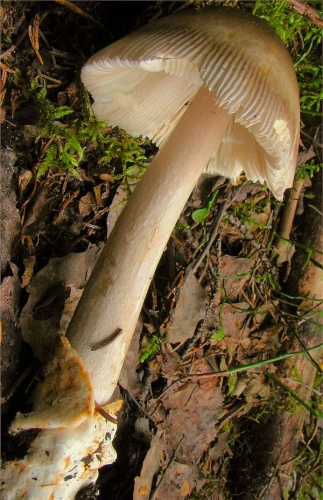 Amanita battarrae © This image was created by user <a rel="nofollow" class="external text" href="https://mushroomobserver.org/observer/show_user/442">Irene Andersson (irenea)</a> at <a rel="nofollow" class="external text" href="https://mushroomobserver.org">Mushroom Observer</a>, a source for mycological images.<br>You can contact this user <a rel="nofollow" class="external text" href="https://mushroomobserver.org/observer/ask_user_question/442">here</a>.