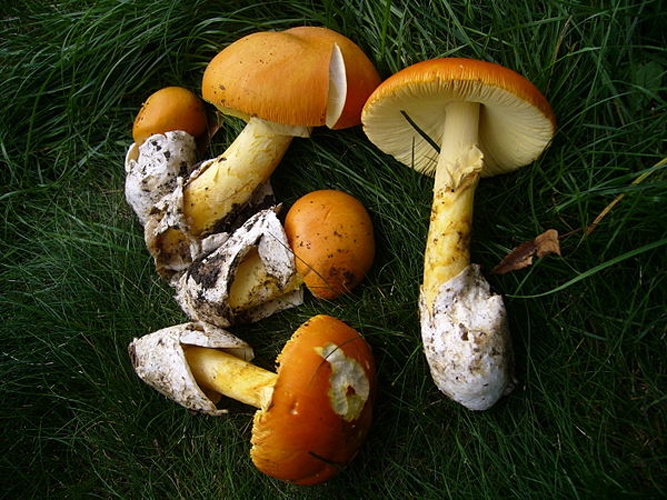 Amanita caesarea © <a href="//commons.wikimedia.org/w/index.php?title=User:Yaqui&amp;action=edit&amp;redlink=1" class="new" title="User:Yaqui (page does not exist)">Yaqui</a>