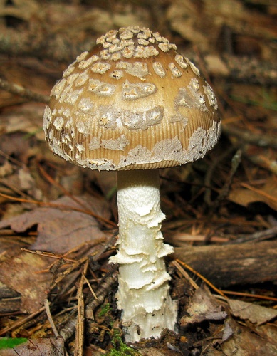 Amanita ceciliae © This image was created by user <a rel="nofollow" class="external text" href="https://mushroomobserver.org/observer/show_user/1376">John Carl Jacobs (JCJacobs)</a> at <a rel="nofollow" class="external text" href="https://mushroomobserver.org">Mushroom Observer</a>, a source for mycological images.<br>You can contact this user <a rel="nofollow" class="external text" href="https://mushroomobserver.org/observer/ask_user_question/1376">here</a>.