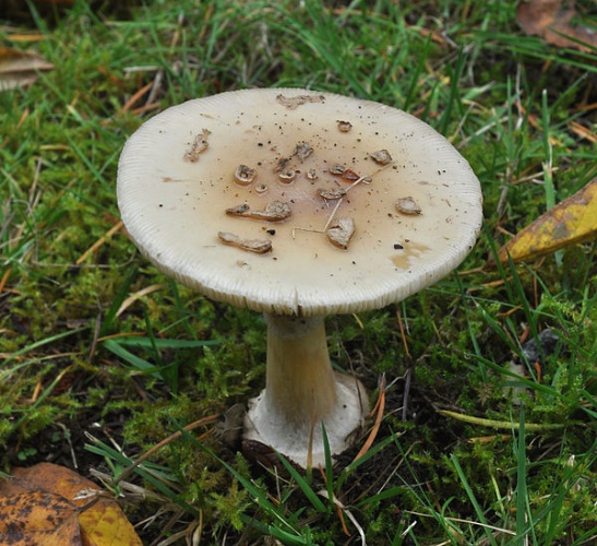 Amanita citrina &copy; <a href="//commons.wikimedia.org/wiki/User:The_High_Fin_Sperm_Whale" title="User:The High Fin Sperm Whale">The High Fin Sperm Whale</a>