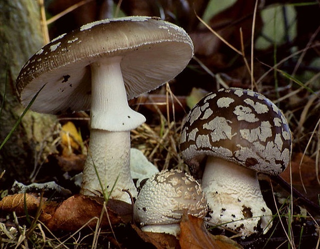 Amanita excelsa &copy; <ul>
<li>
<a href="//commons.wikimedia.org/wiki/File:A.excelsa.jpg" title="File:A.excelsa.jpg">A.excelsa.jpg</a>: Original uploader was <a href="https://en.wikipedia.org/wiki/User:Luridiformis" class="extiw" title="en:User:Luridiformis">Luridiformis</a> at <a class="external text" href="http://en.wikipedia.org">en.wikipedia</a>
</li>
<li>derivative work: <a href="//commons.wikimedia.org/w/index.php?title=User:Ak_ccm&amp;action=edit&amp;redlink=1" class="new" title="User:Ak ccm (page does not exist)">Ak ccm</a> (<a href="//commons.wikimedia.org/wiki/User_talk:Ak_ccm" title="User talk:Ak ccm"><span class="signature-talk">talk</span></a>)</li>
</ul>