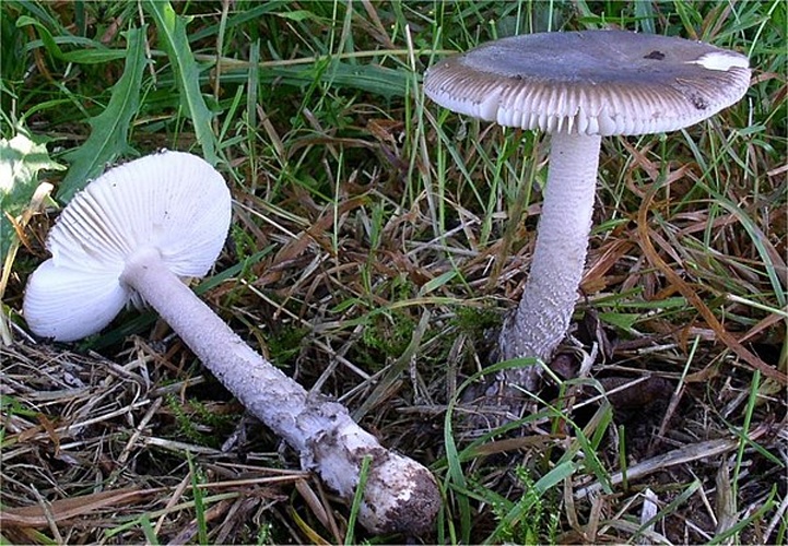Amanita friabilis © This image was created by user <a rel="nofollow" class="external text" href="https://mushroomobserver.org/observer/show_user/442">Irene Andersson (irenea)</a> at <a rel="nofollow" class="external text" href="https://mushroomobserver.org">Mushroom Observer</a>, a source for mycological images.<br>You can contact this user <a rel="nofollow" class="external text" href="https://mushroomobserver.org/observer/ask_user_question/442">here</a>.