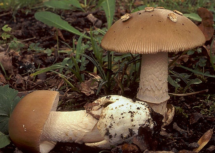 Amanita lividopallescens &copy; This image was created by user <a rel="nofollow" class="external text" href="https://mushroomobserver.org/observer/show_user/442">Irene Andersson (irenea)</a> at <a rel="nofollow" class="external text" href="https://mushroomobserver.org">Mushroom Observer</a>, a source for mycological images.<br>You can contact this user <a rel="nofollow" class="external text" href="https://mushroomobserver.org/observer/ask_user_question/442">here</a>.