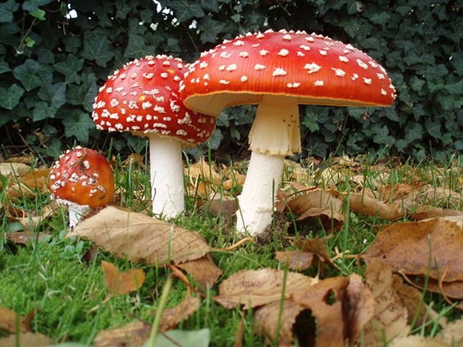 fly agaric © <a href="//commons.wikimedia.org/wiki/User:Onderwijsgek" title="User:Onderwijsgek">Onderwijsgek</a>