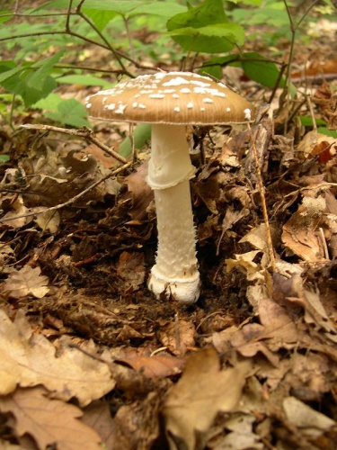 Amanita pantherina © No machine-readable author provided. <a href="//commons.wikimedia.org/wiki/User:Archenzo" title="User:Archenzo">Archenzo</a> assumed (based on copyright claims).